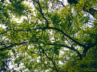 Fototapeta premium Aegle marmelos, commonly known as bael, also Bengal quince, golden apple, Japanese bitter orange, stone apple or wood apple, is a species of tree native to the Indian subcontinent and Southeast Asia.