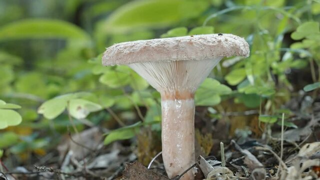 The look of the false saffron milkcap mushroom or also known as the orange milkap  in Estonia