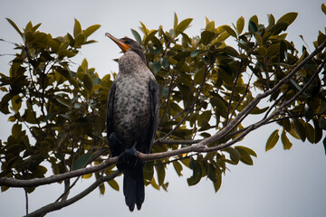 cormorant