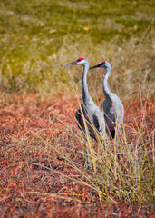 couple of sandhill cranes