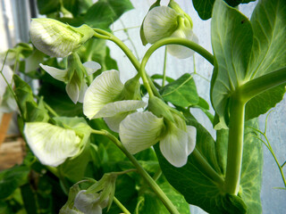 Obraz premium Flores de la huerta