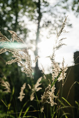 Calamagrostis in the rays of the evening sun.