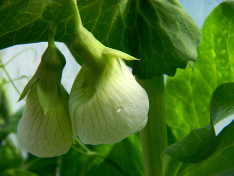 Flores de la huerta 
