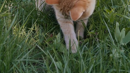 Ginger cat hunting for a mouse in the tall grass. The red cat tracks down and prepares to attack the gray rodent crawling in the grass. Slow motion. concept Natural instinct of a predator in a pet