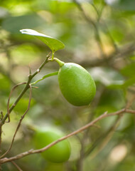 The lemon (Citrus limon) is a species of small evergreen tree