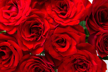 close-up photo of a bouquet of red roses.