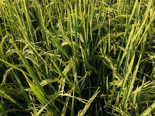 Rice crop ripe and changing color to golden