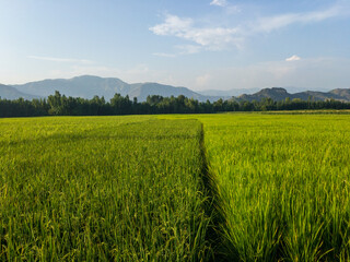 rice farming in the countryside of a Pakistan