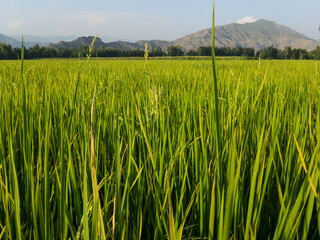 Beautiful scenic view of a rice fields
