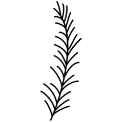 Obraz premium pine branch hand drawn outline doodle icon