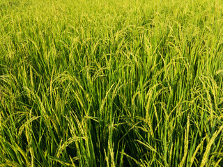 closeup of a rice crop