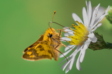 A orange Skipper butterfly feeding on daisy flower with green background. 