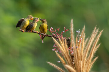 Yellow Sunbird just feeding her chick in the bright morning with bokeh background.