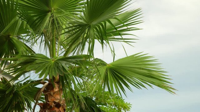 European fan palm tree closeup over cloudy sky and hotel building on background