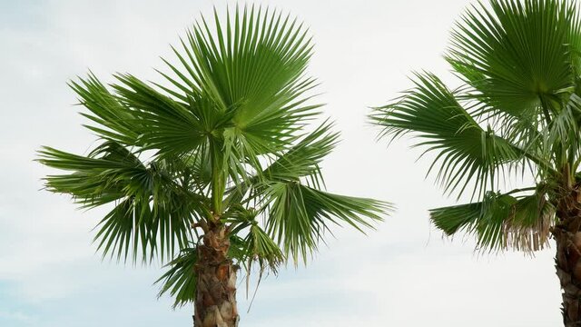 Chamaerops is a genus of flowering plants in the family Arecaceae. The only currently fully accepted species is Chamaerops humilis, variously called European fan palm or the Mediterranean dwarf palm.