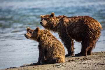 A Pair of Brown Grizzly Bears Stand Next to a Lake in Russia