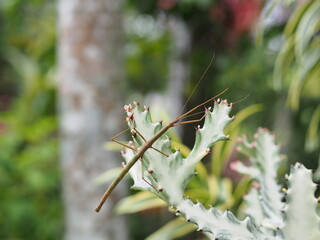 grasshopper on a branch