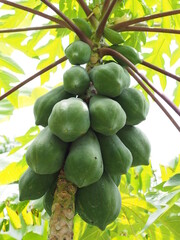 fresh papaya on tree