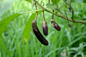 closeup the bunch purple green brinjal growing with leaves and plant in the farm over out of focus green brown background.