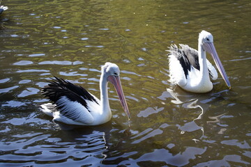 Australian Pelican (Pelecanus conspicillatus) Pelicanidae family.