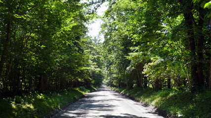 Path in the Forest, Road to the Unknown