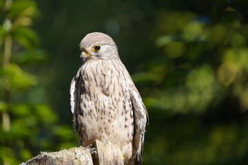 The Common Kestrel (Falco tinnunculus) is a bird of prey species belonging to the kestrel group of the falcon family Falconidae.
