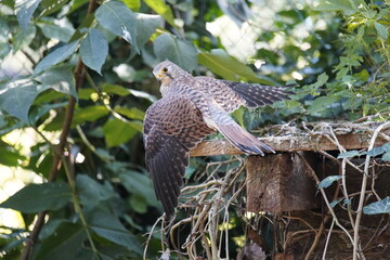 The Common Kestrel (Falco tinnunculus) is a bird of prey species belonging to the kestrel group of the falcon family Falconidae.