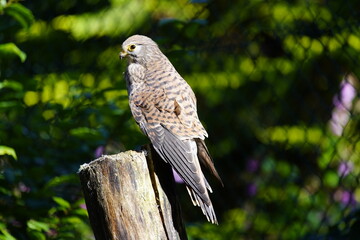 The Common Kestrel (Falco tinnunculus) is a bird of prey species belonging to the kestrel group of the falcon family Falconidae.