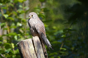 The Common Kestrel (Falco tinnunculus) is a bird of prey species belonging to the kestrel group of the falcon family Falconidae.