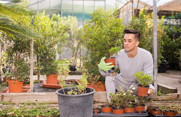 Man gardener is transplanting flowers in pots in orangery. High quality photo