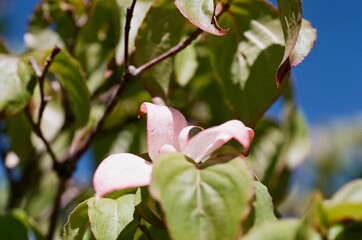 Pink dogwood peaks out from behind leaves, taken with a macro lens