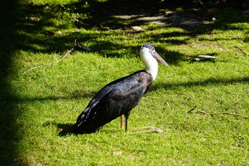 The Abdim's Stork, (Ciconia abdimii) also known as White-bellied Stork, is a black stork with grey legs, red knees and feet, grey bill and white underparts.