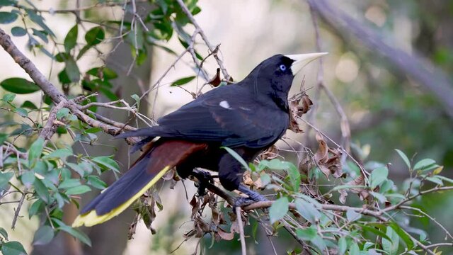Close up shot of a black plumage, chestnut rump and yellow tail crested oropendola, psarocolius decumanus perched on a swaying tree branch, foraging for insects in a forest environment.