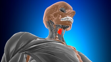 Thyrohyoid Muscle Anatomy For Medical Concept 3D