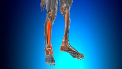 Tibialis posterior Muscle Anatomy For Medical Concept 3D