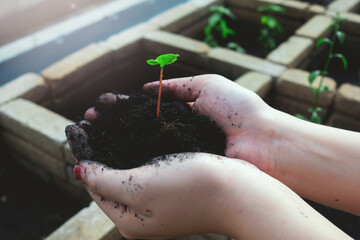 Hand of a young woman ,Little sunflower plant growing sunflower in hand,Sprouted sunflower seeds, sustainable lifestyle and eco earth day concept