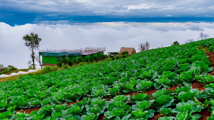 Fototapeta na wymiar Cabbage near the harvest to sell Planting area at Phu Thap Berk Phetchabun Province, Thailand