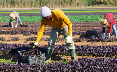 Hired employee harvesting red spinach in the garden