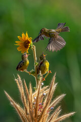 Yellow Sunbird just feeding her chick in the bright morning with bokeh background.