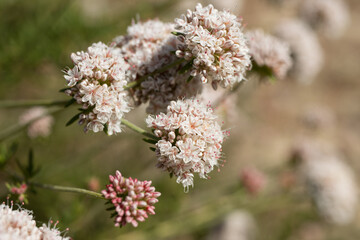 White blooming terminal determinate cymose head inflorescences of California Buckwheat, Eriogonum Fasciculatum, Polygonaceae, native in Red Rock Canyon MRCA Park, Santa Monica Mountains, Springtime.