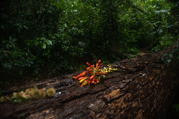Obraz premium Wild berries in rainforest of Khao Yai National Park, Southeast Asia