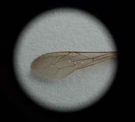 macro photo of the bee wing under microscope