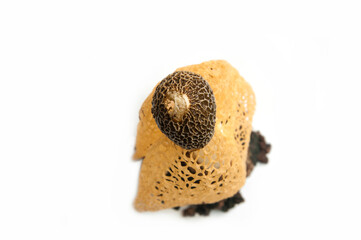 Bamboo mushroom isolated on white background.Tropical Stinkhorn mushroom, Phallus indusiatus, Dancing mushroom.
