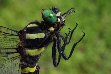 オニヤンマ K3CP1457