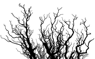 silhouette de branches mortes, fond blanc 
