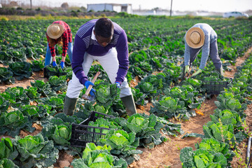 Focused african adult male farmer working in a farm field, harvesting cabbage on a sunny spring day
