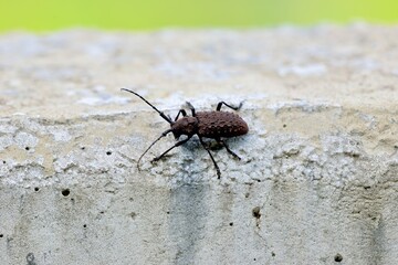 Taiwan tumor longhorned beetle (Aethalodes verrucosus formosanus)