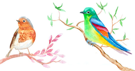 Set of watercolor birds sitting on twigs on white. Hand drawn illustration