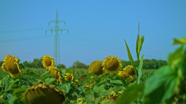 A fasrt driving tractor is passing by a field of sunflowers