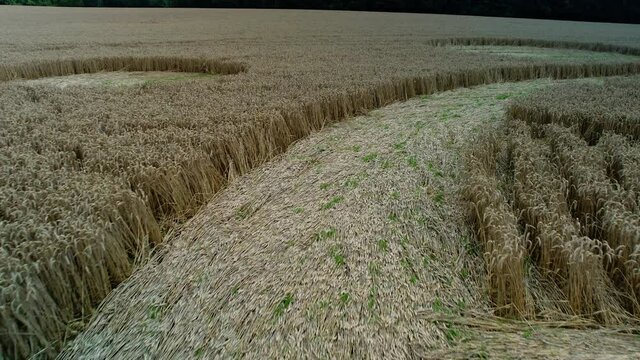 Swarraton barley field strange low closeup following crop circle geometric pattern vegetation aerial view